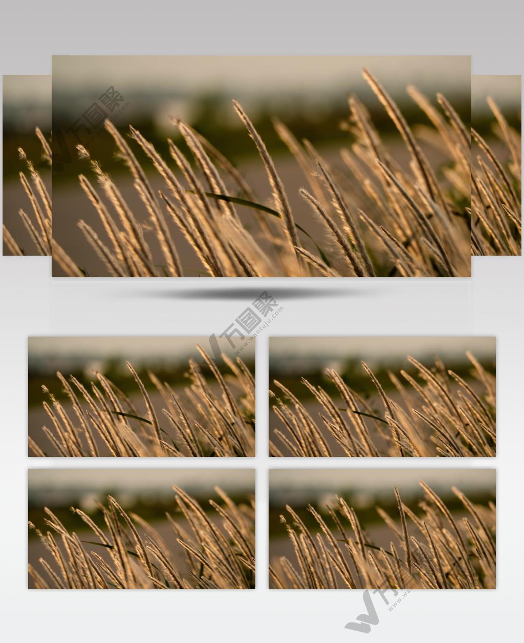 傍晚夕阳黄昏芦苇狗尾巴白茅唯美