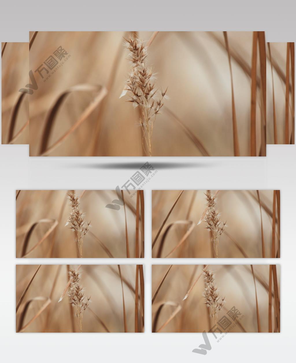 河边溪边芦苇佛子茅实拍空镜头