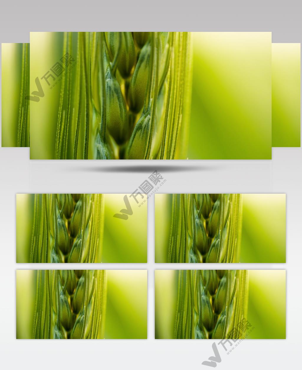 农村小麦粮食微距特写实拍