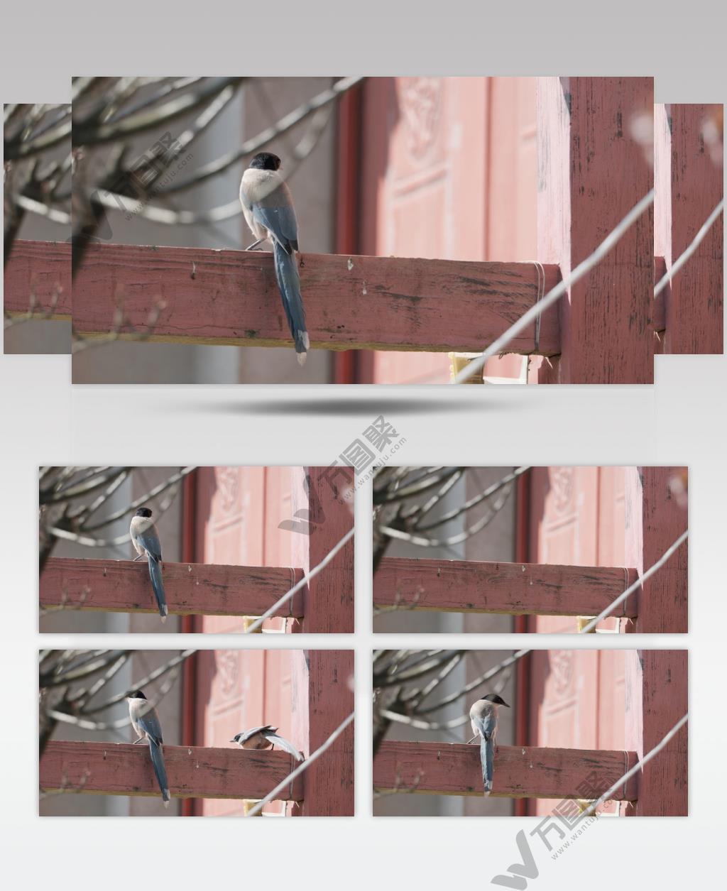 灰喜鹊鸟长焦特写实拍镜头
