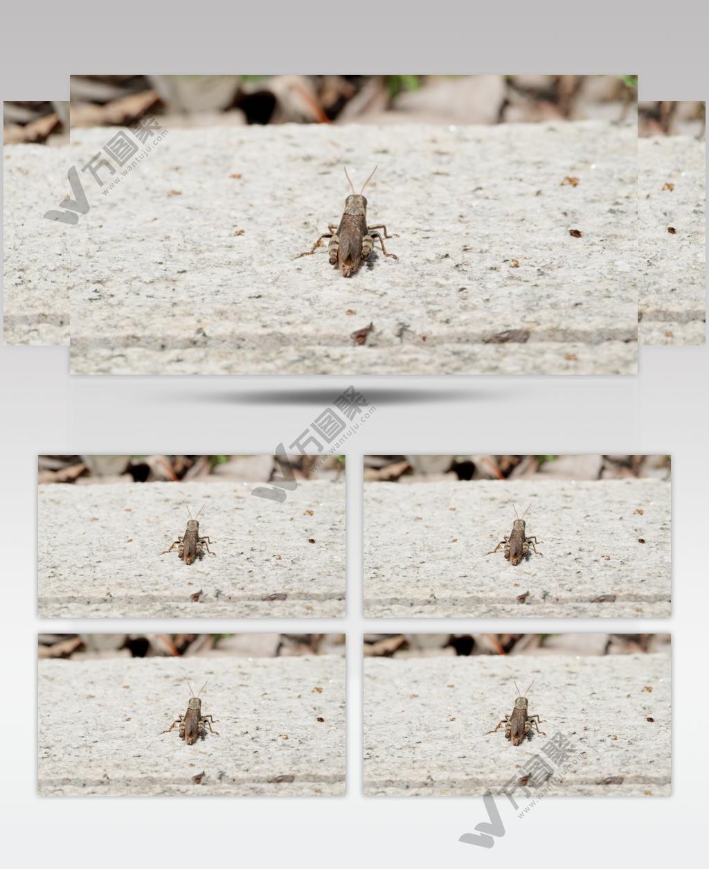 夏天昆虫大斑外斑腿蝗虫