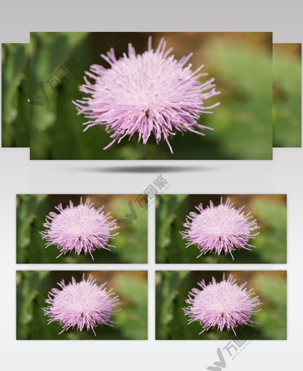 初立春分刺儿菜花微距实拍镜头