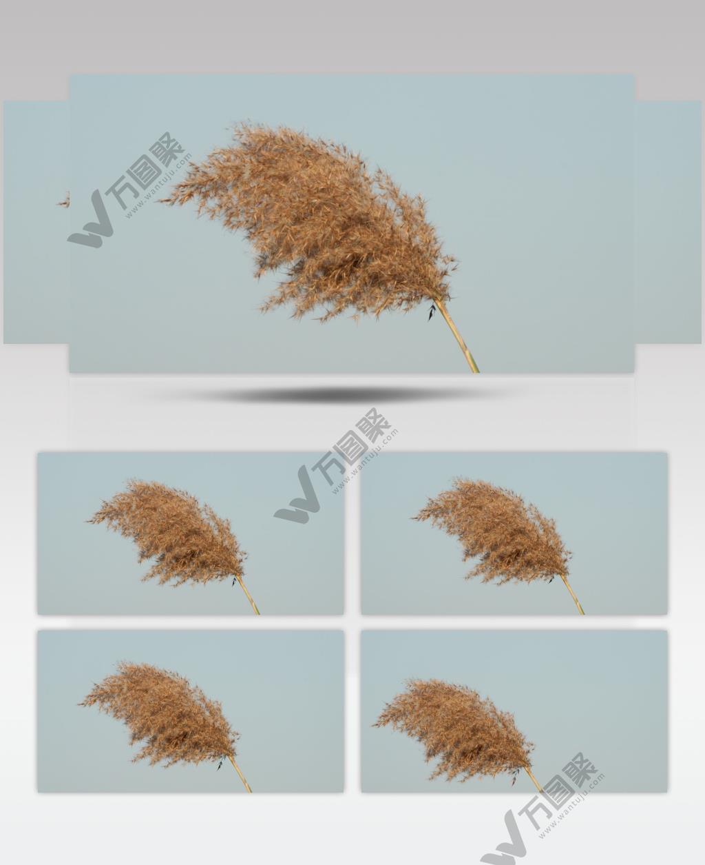 秋天河边芦苇慢镜升格实拍