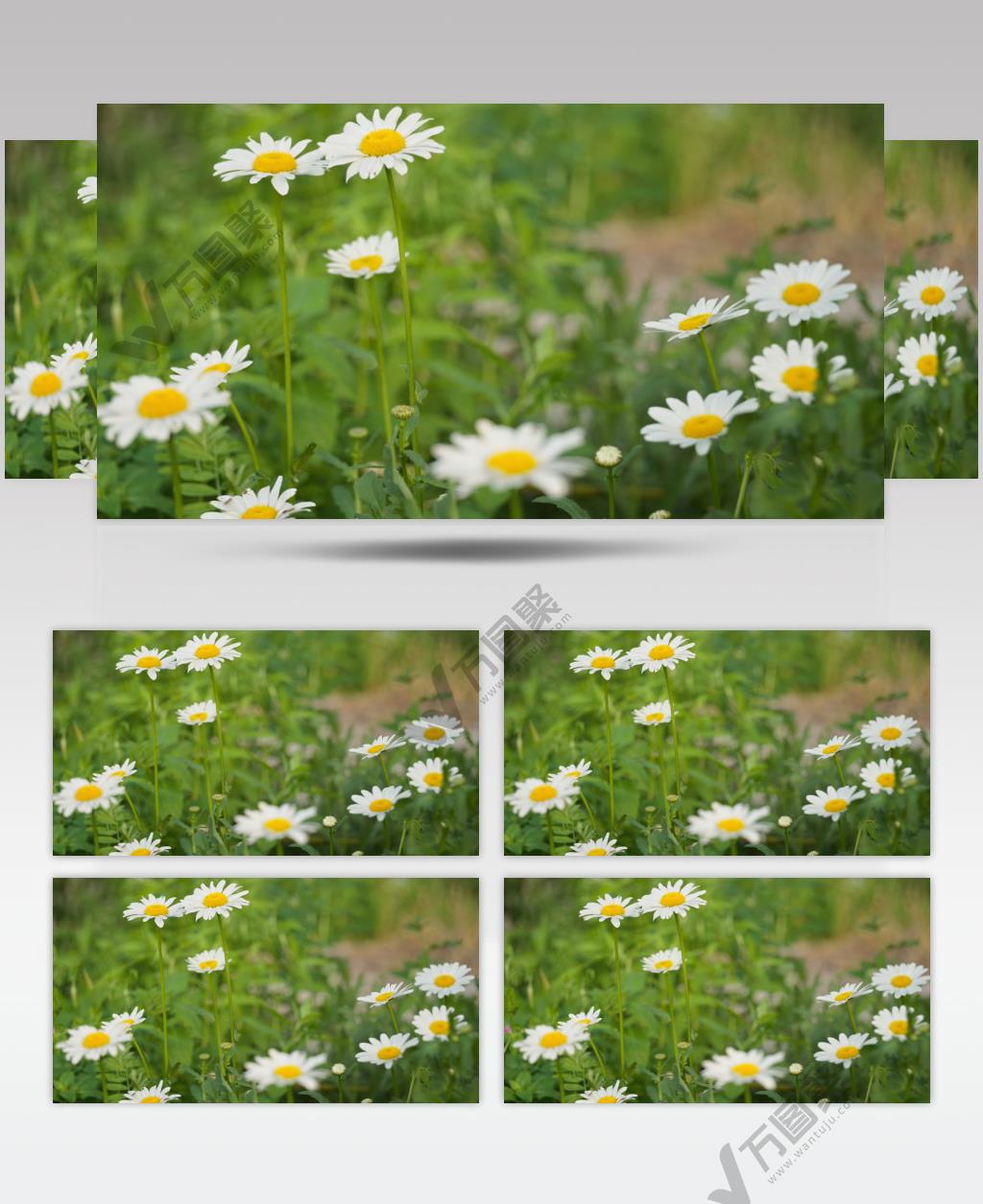 滨菊甘菊雏菊花朵卉实拍空镜头