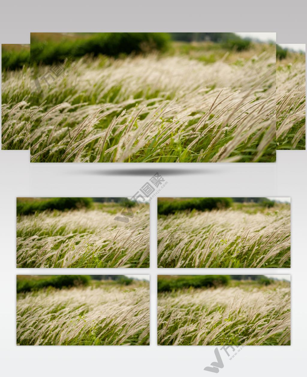 狗尾巴草芦苇白茅唯美微风