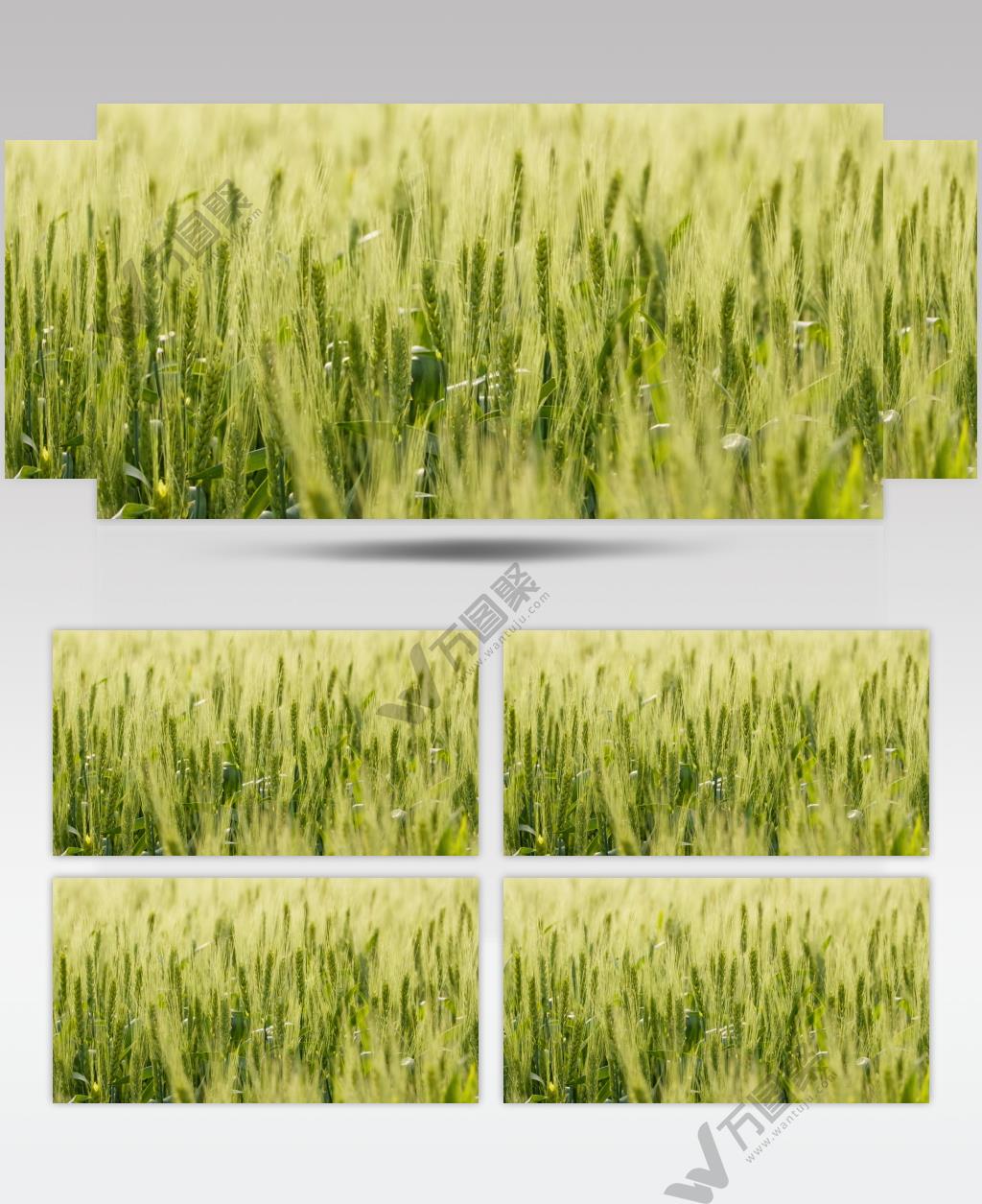 农村田地小麦粮食庄稼慢镜升格