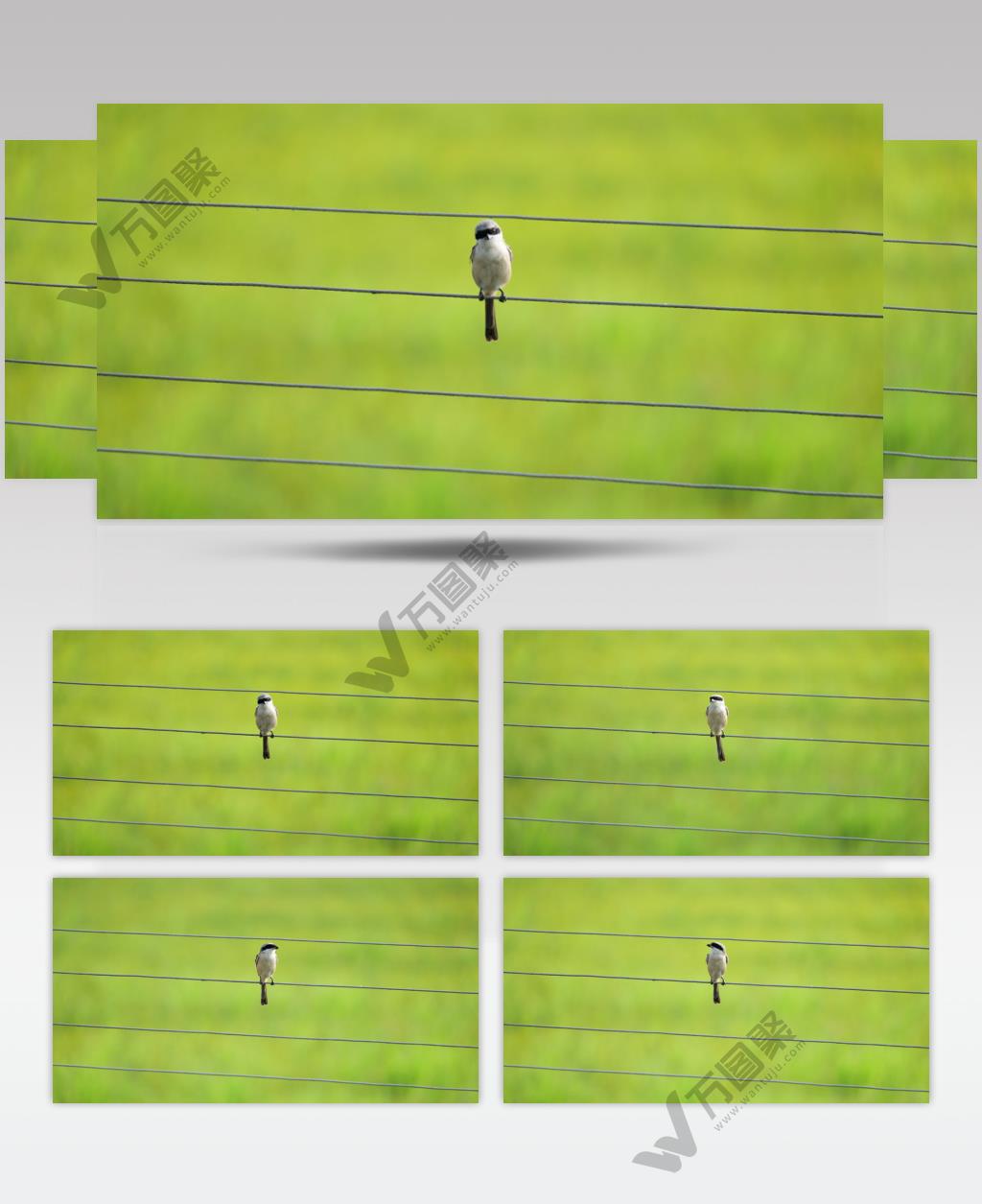 与人对视的伯劳鸟实拍镜头