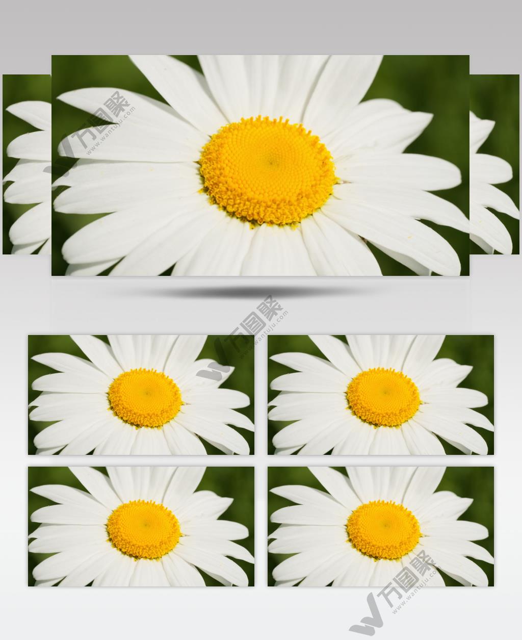 初立春分甘菊花朵向日葵特写微距