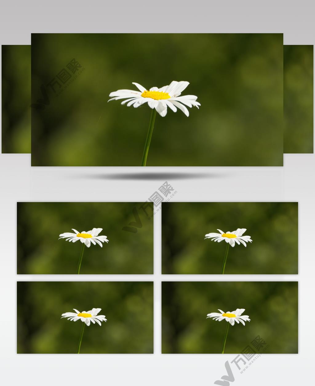 一朵甘菊花特写实拍镜头