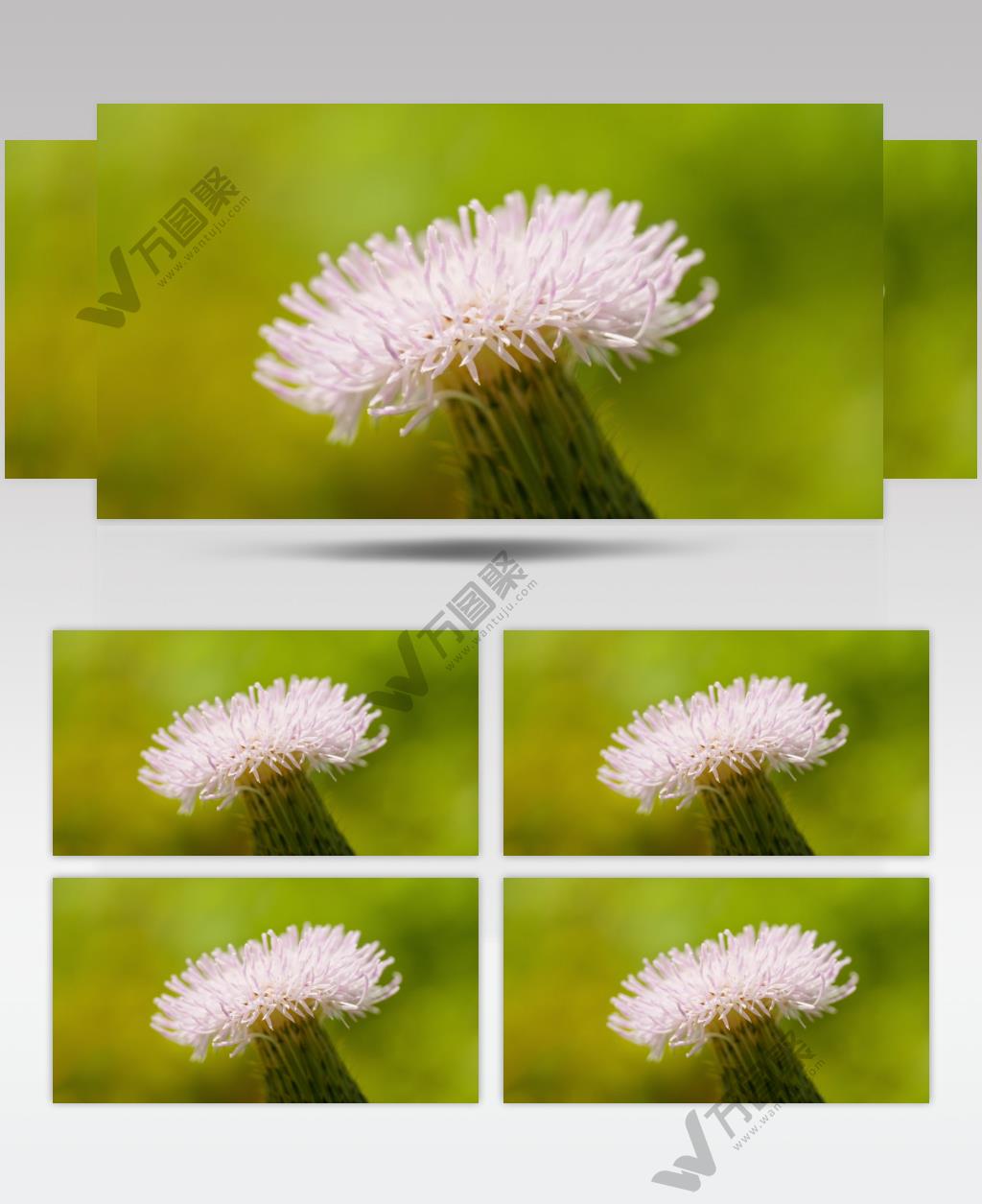 粉色刺儿菜花朵卉春天实拍空镜头