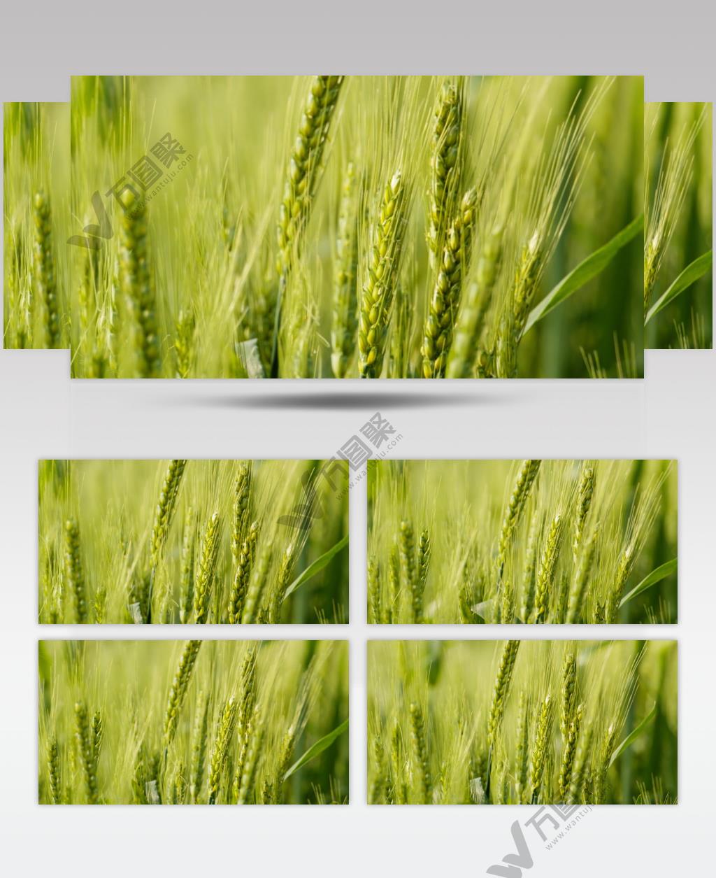 农村乡村小麦田地特写实拍