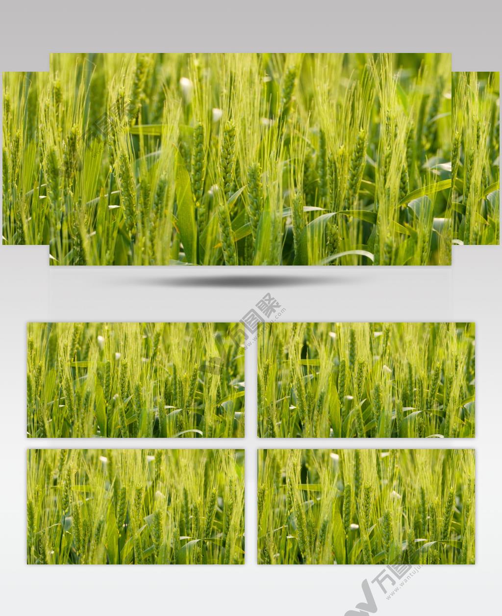 绿油油的小麦放大拉近镜头