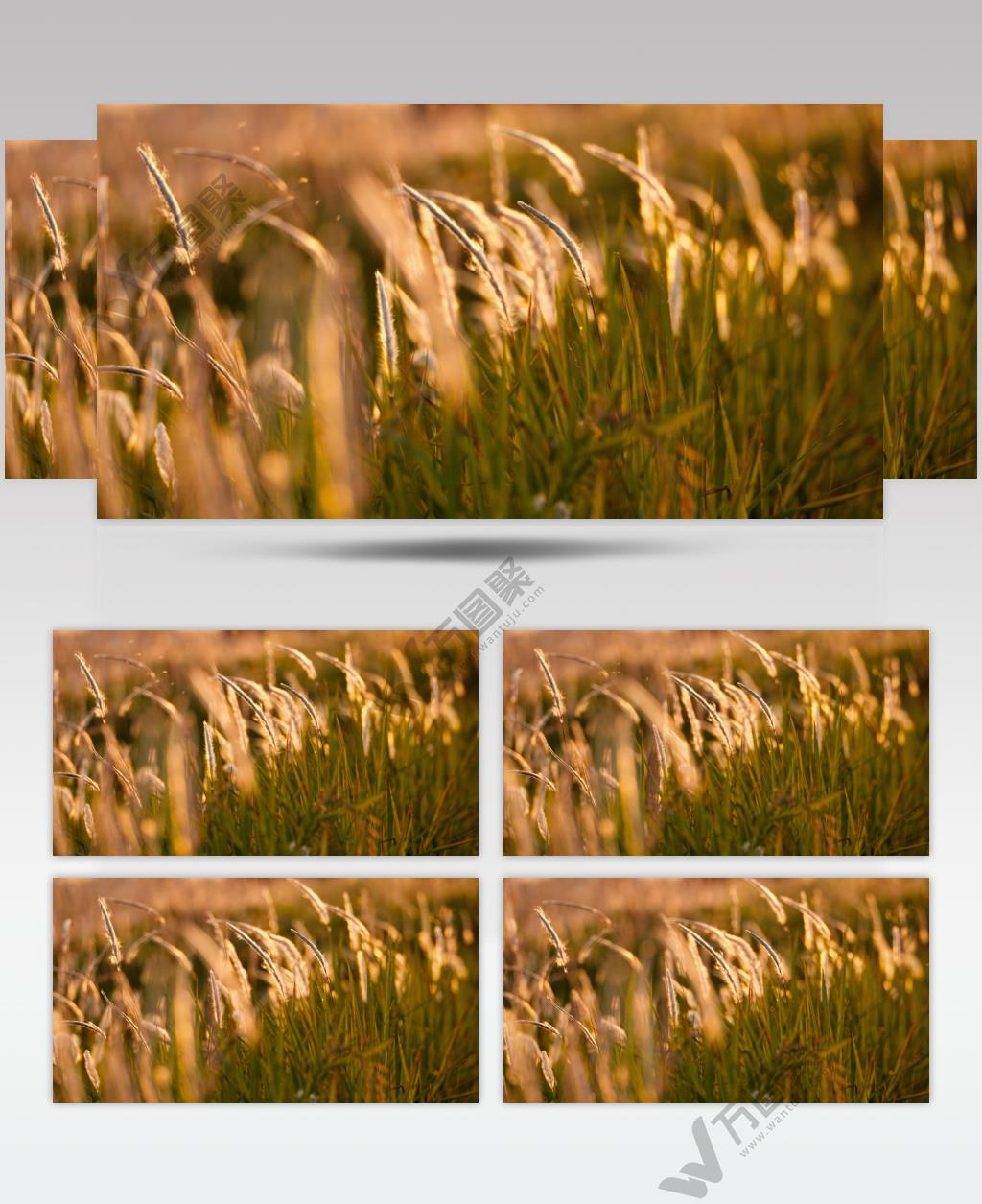 公园路边狗尾巴草白茅唯美植物