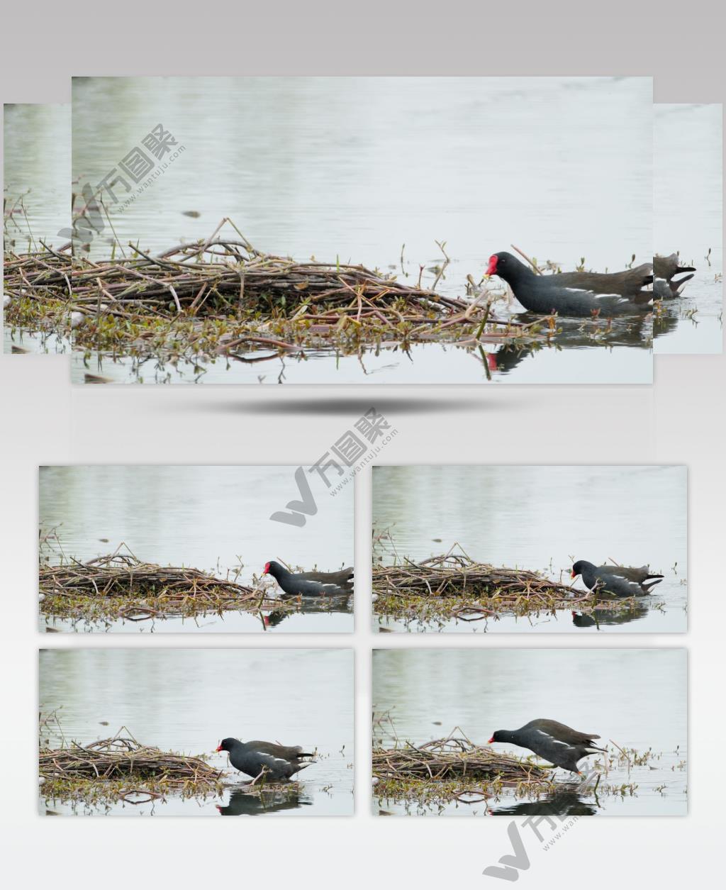 湿地沼泽水鸟黑水鸡上岸