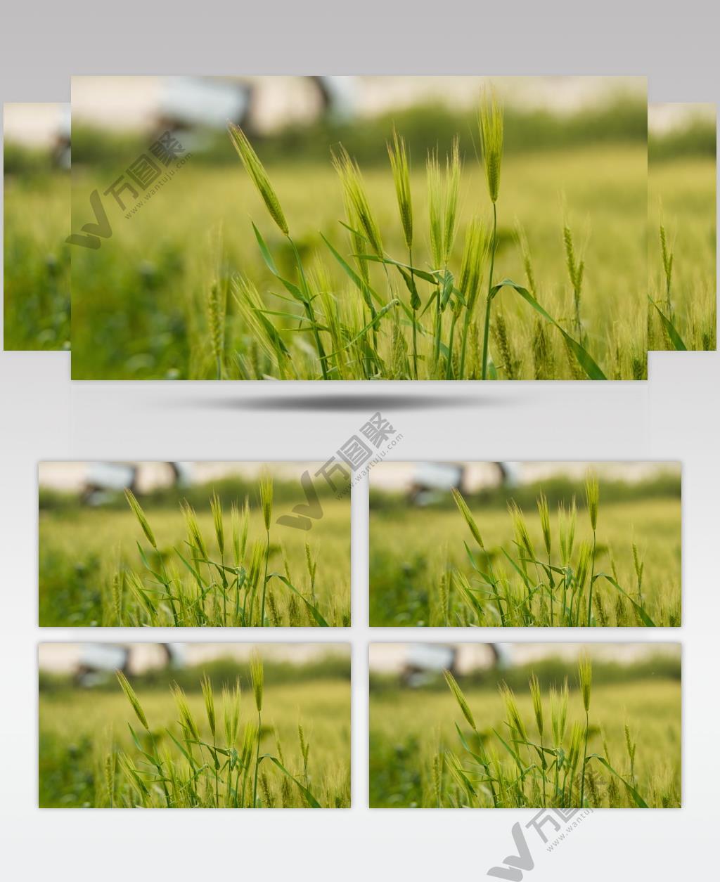 乡村田野小麦特写实拍空镜