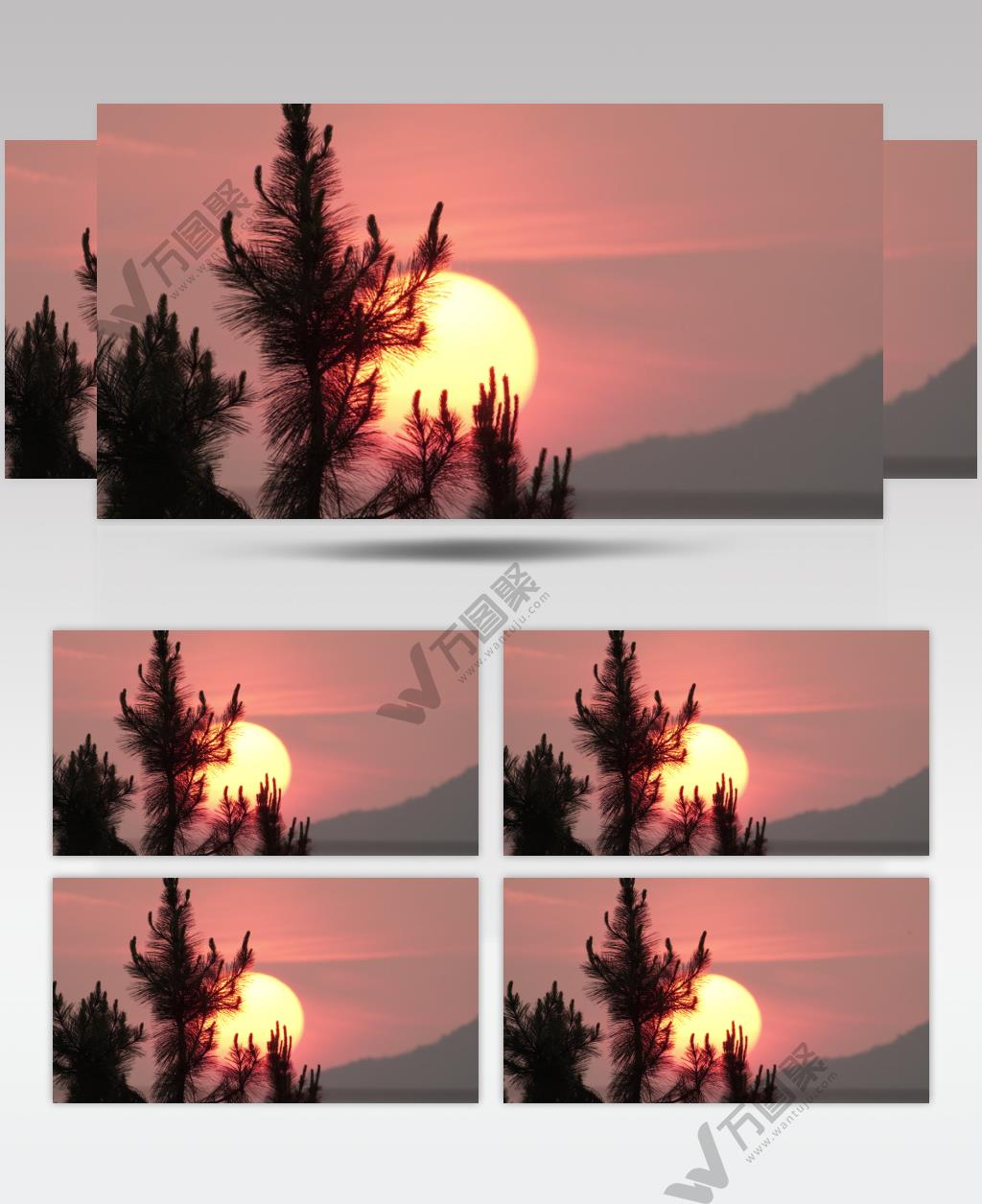 黄昏夕阳落日树木逆光剪影实拍空镜