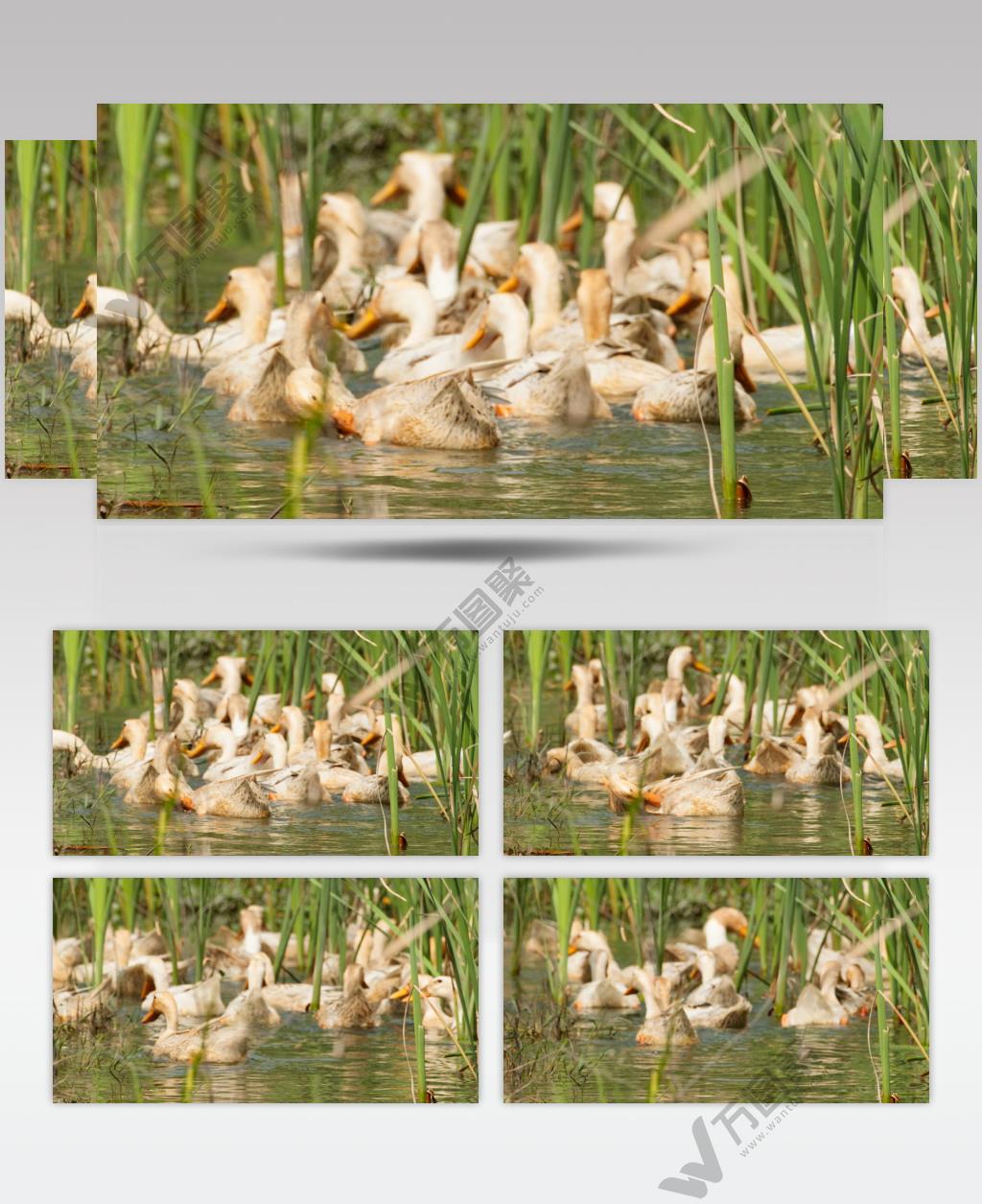 乡村散养鸭子在池塘里游泳