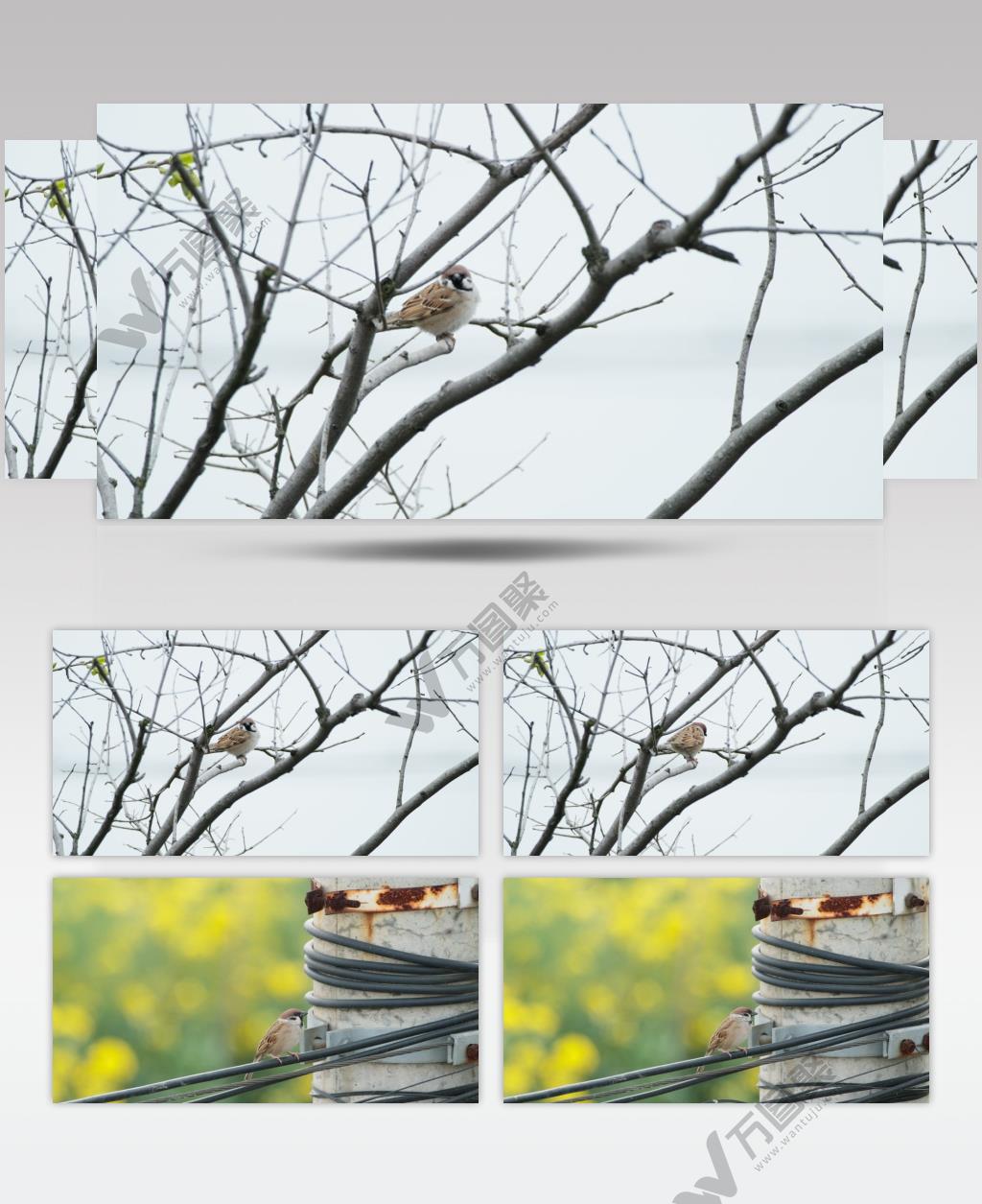 麻雀鸣叫长焦特写实拍