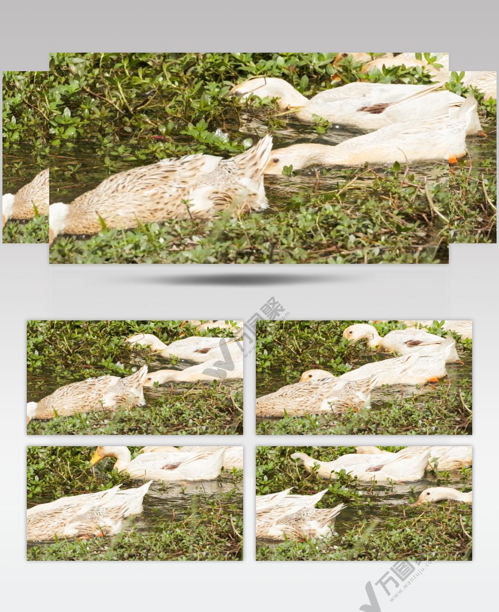 农村散养鸭子升格慢镜头实拍 (2)