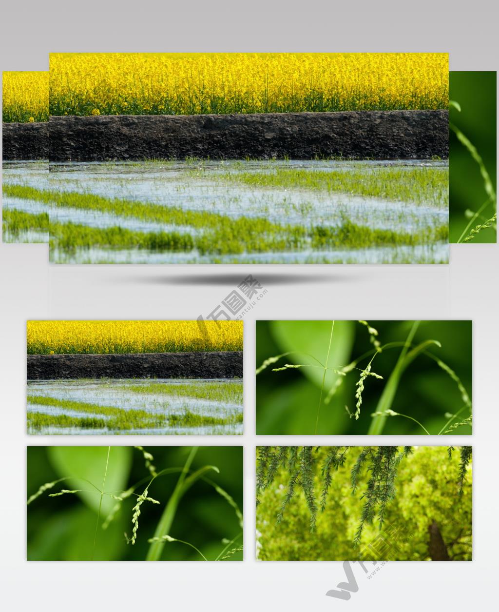 春天夏天植物绿油油实拍空镜头
