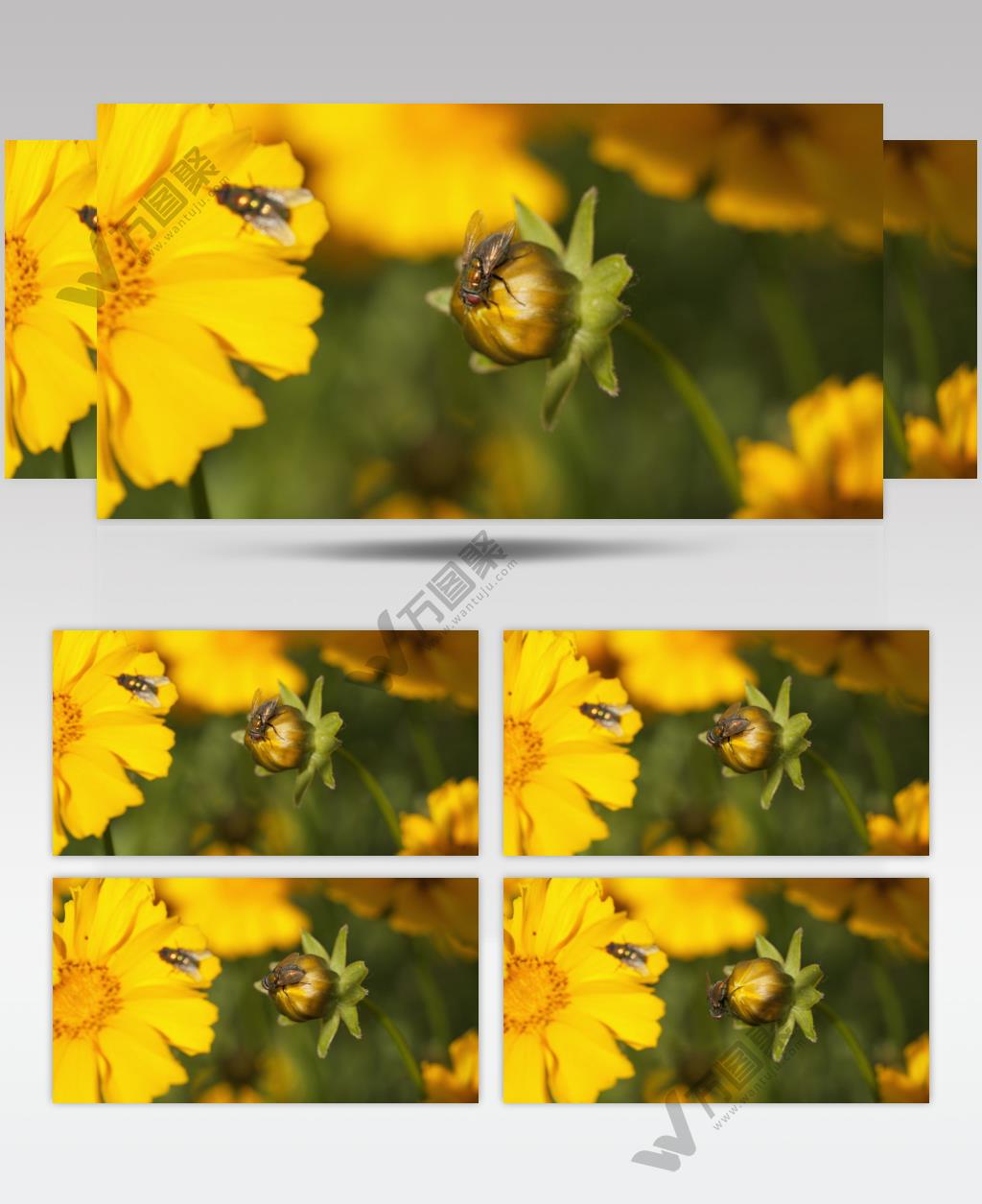 春天夏天花朵上的苍蝇昆虫