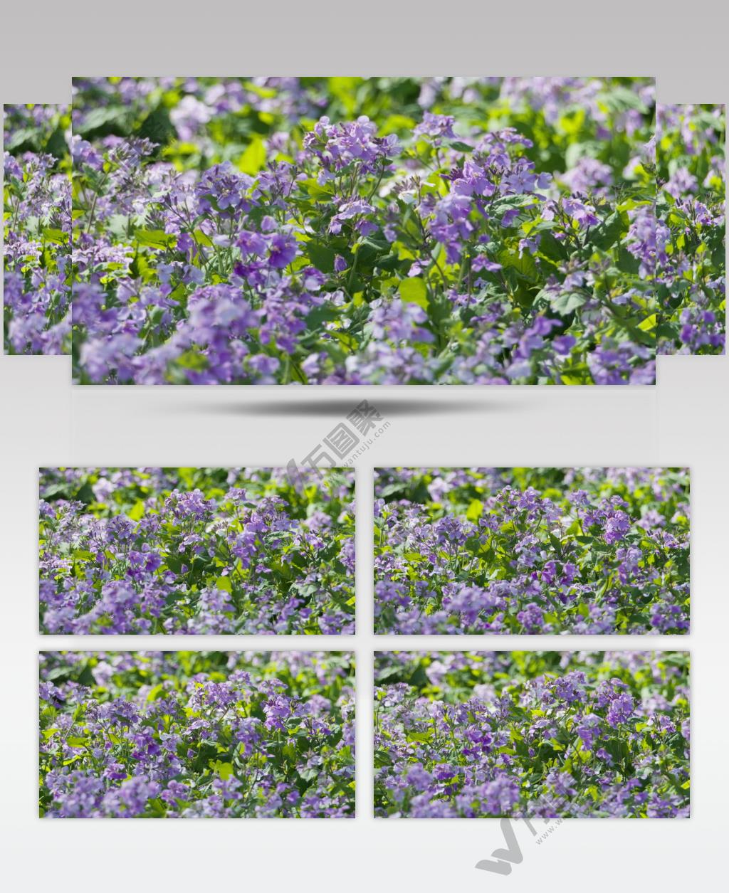 诸葛菜薰衣草花朵卉随风摇摆实拍