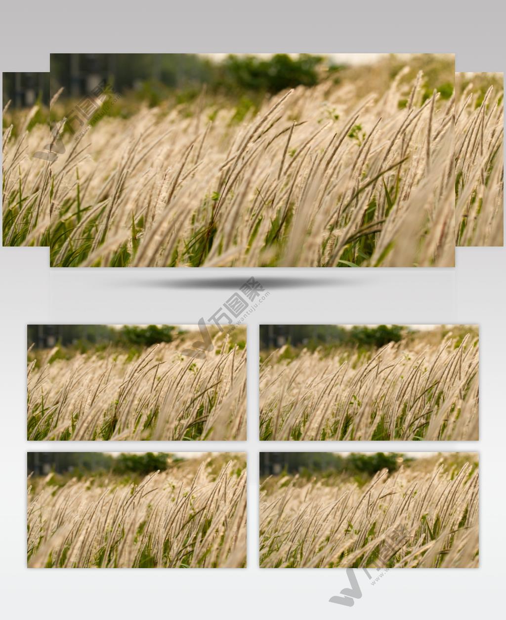 唯美电影感芦苇狗尾巴草白茅微风 (1)