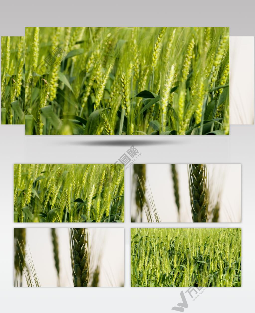 农村田野小麦粮食庄稼实拍空镜