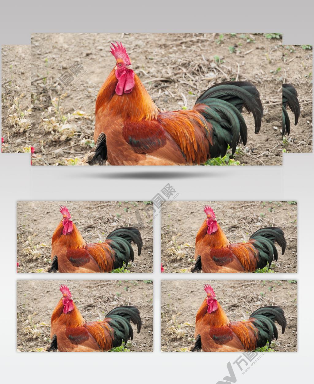 农村散养大公鸡特写实拍镜头