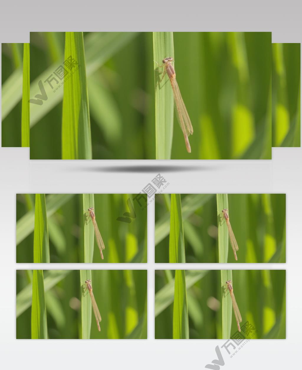 春天植物上的蜻蜓蟌豆娘昆虫