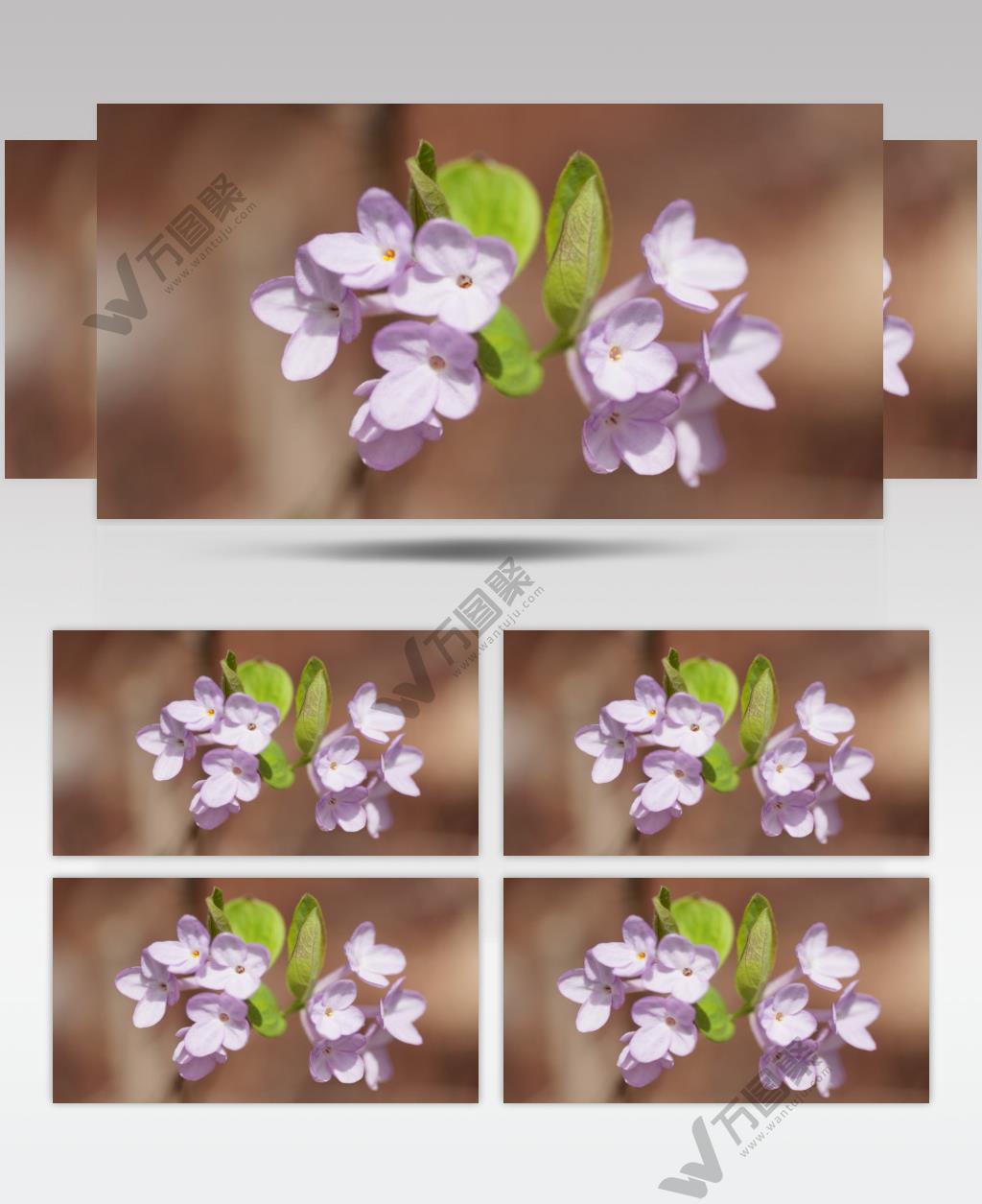 春天粉紫色芫花朵卉野花实拍空镜