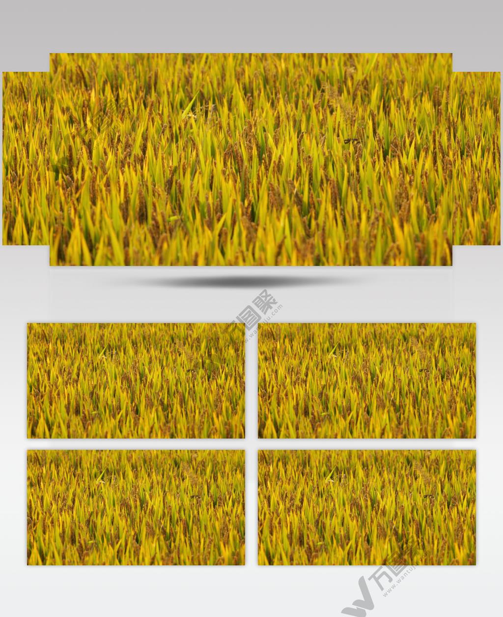 农村粮食水稻成熟实拍空镜