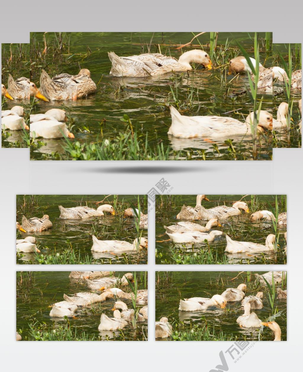 池塘一群鸭子觅食特写实拍镜头