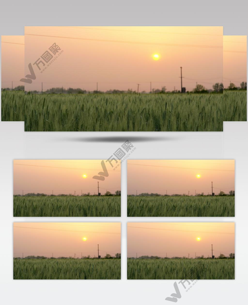 农村小麦田傍晚黄昏实拍镜头