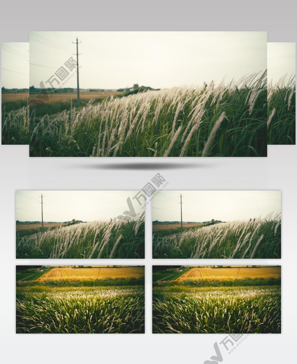 电影感农村芦苇狗尾巴白茅植物微风