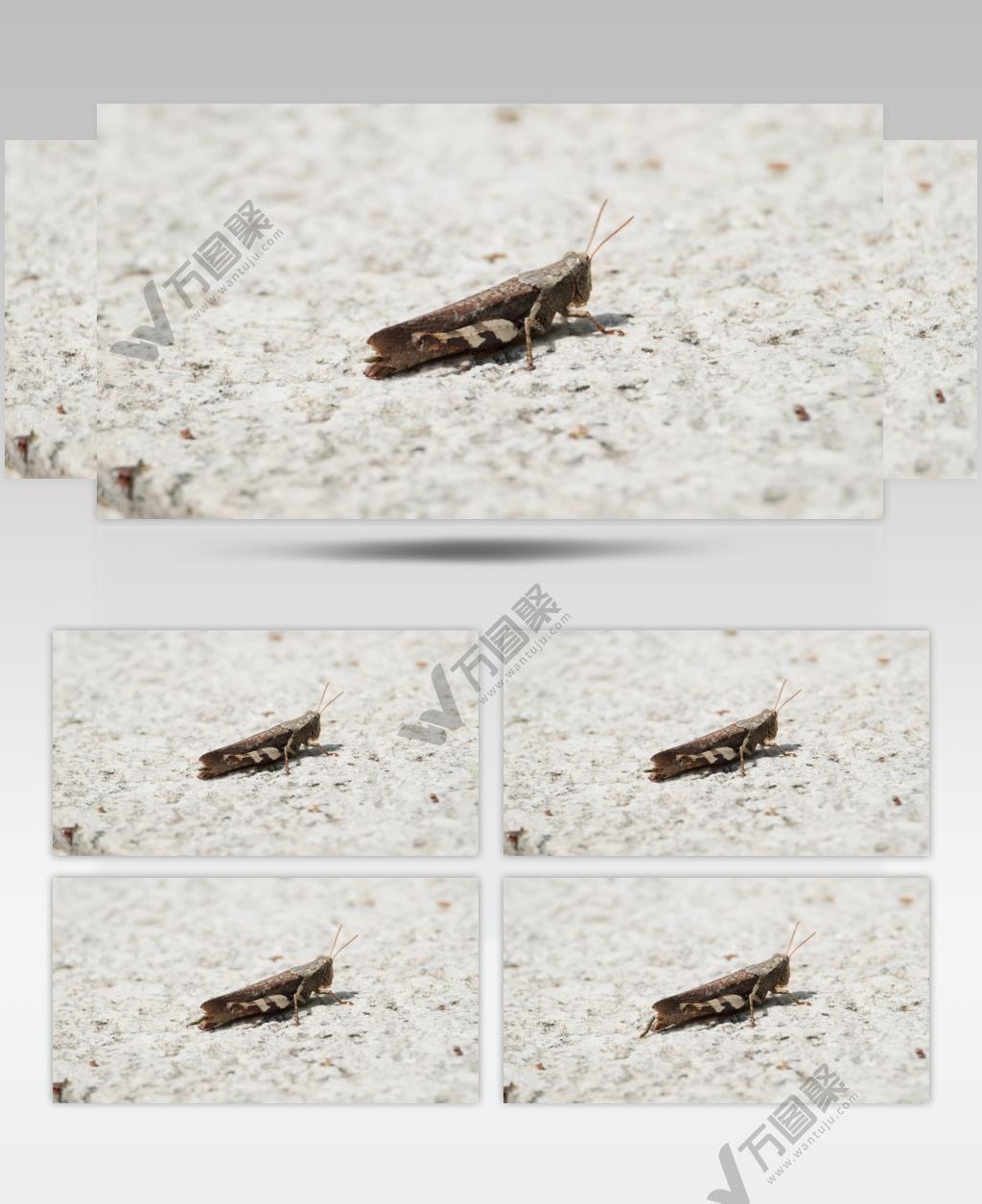 夏天一只蝗虫排泄蛐蛐蝈蝈蚂蚱昆虫