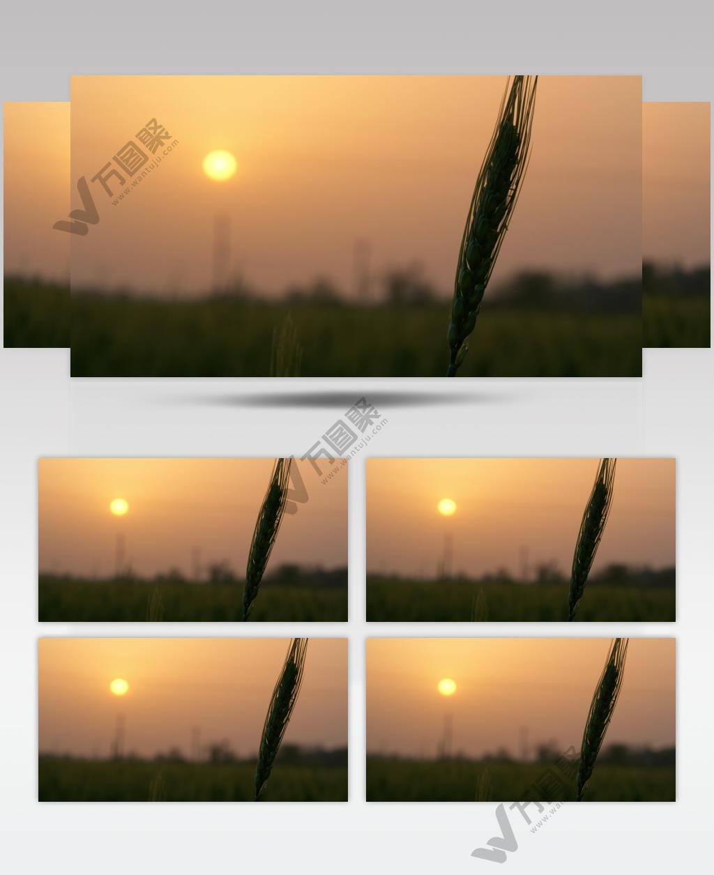 傍晚黄昏夕阳下的农村小麦田