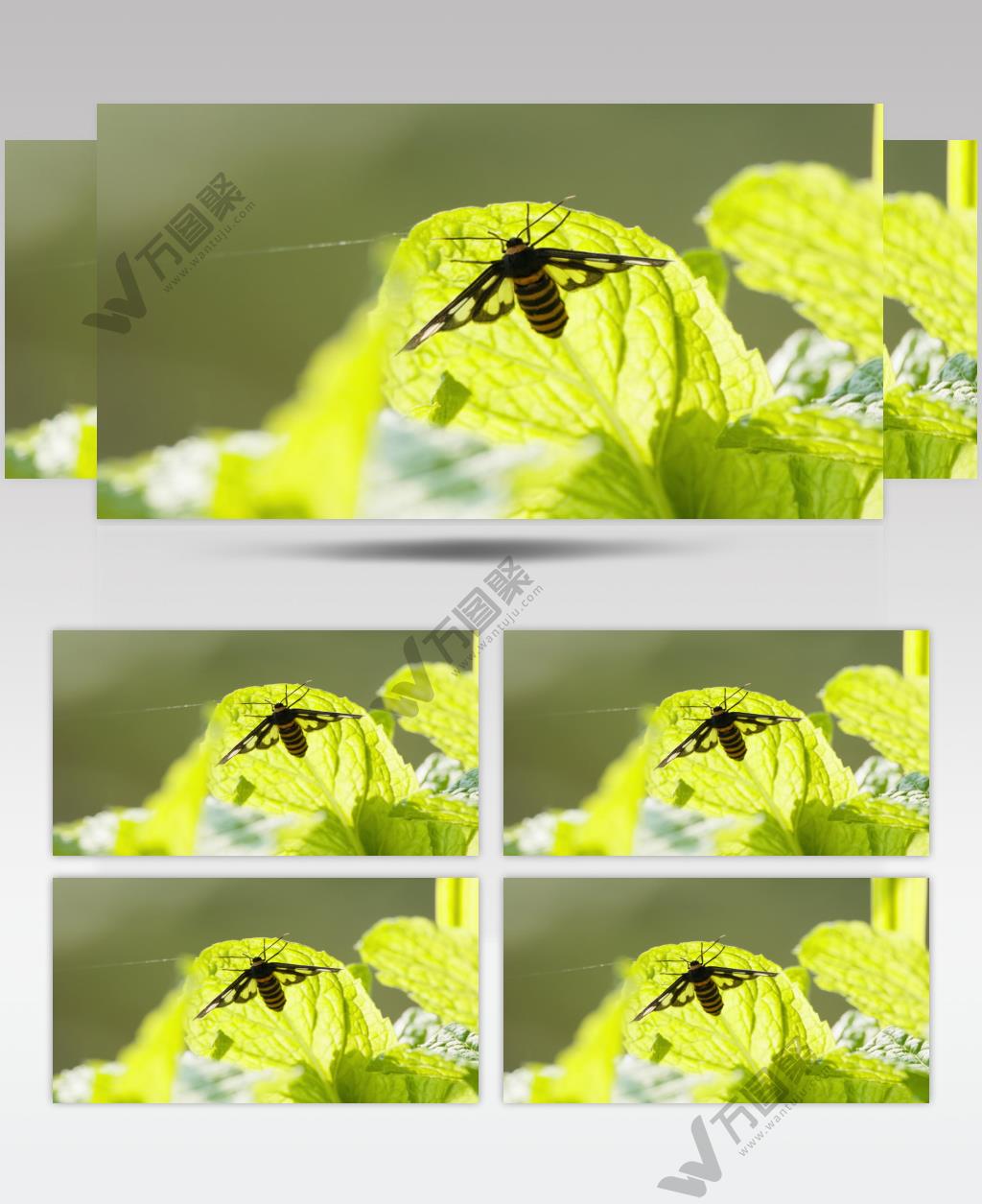 春天薄荷叶上的昆虫蝴蝶飞蛾子