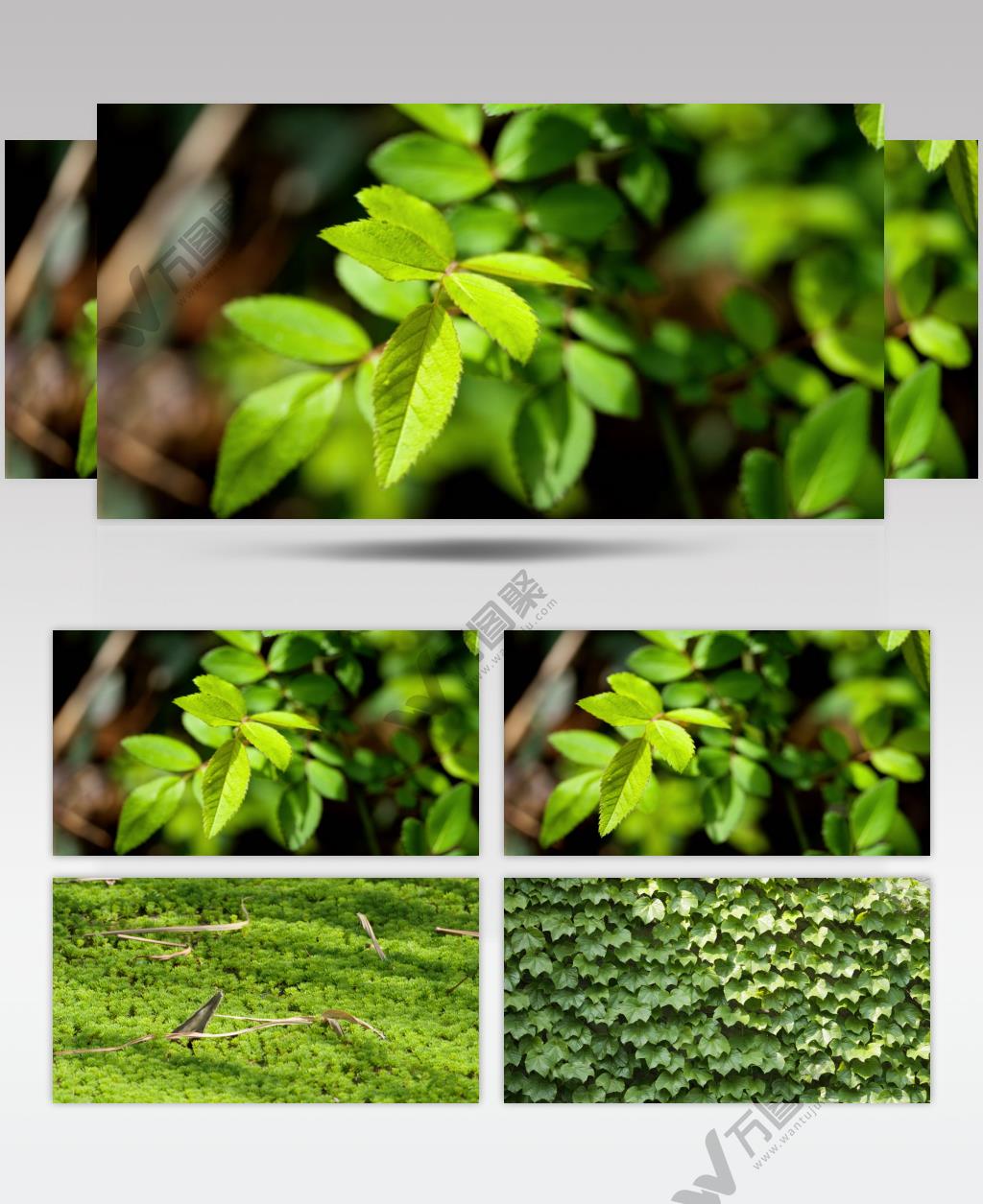 春天植物发芽树叶爬山虎