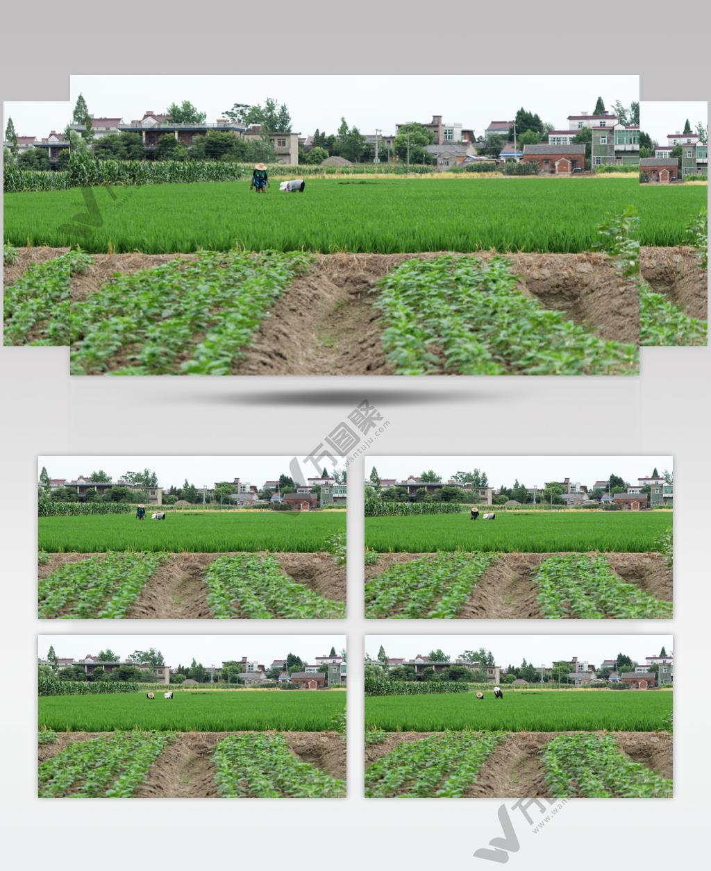 乡村农民在田地里干活实拍空镜头