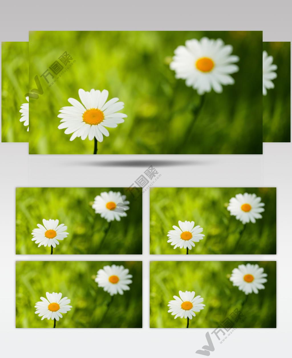 春天滨菊甘菊雏菊白色花朵卉实拍