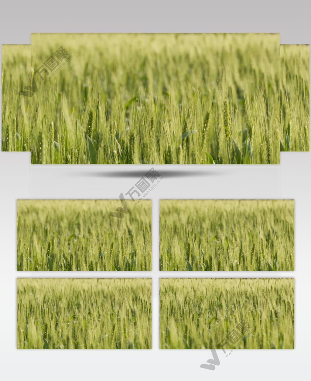 农村小麦推进变焦升格慢镜头