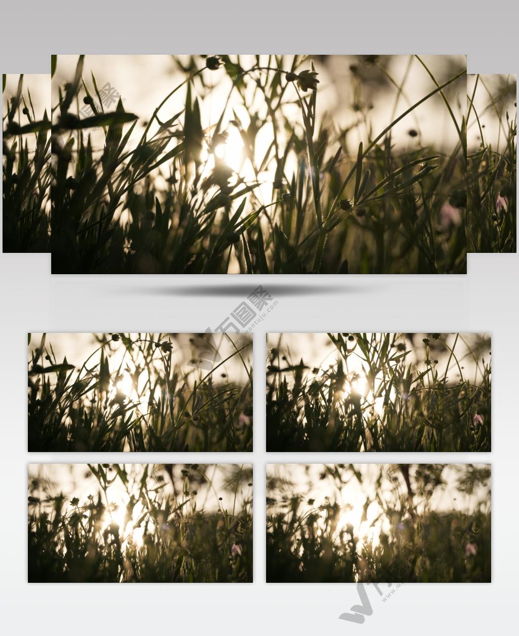 夕阳下金色花丛逆光实拍