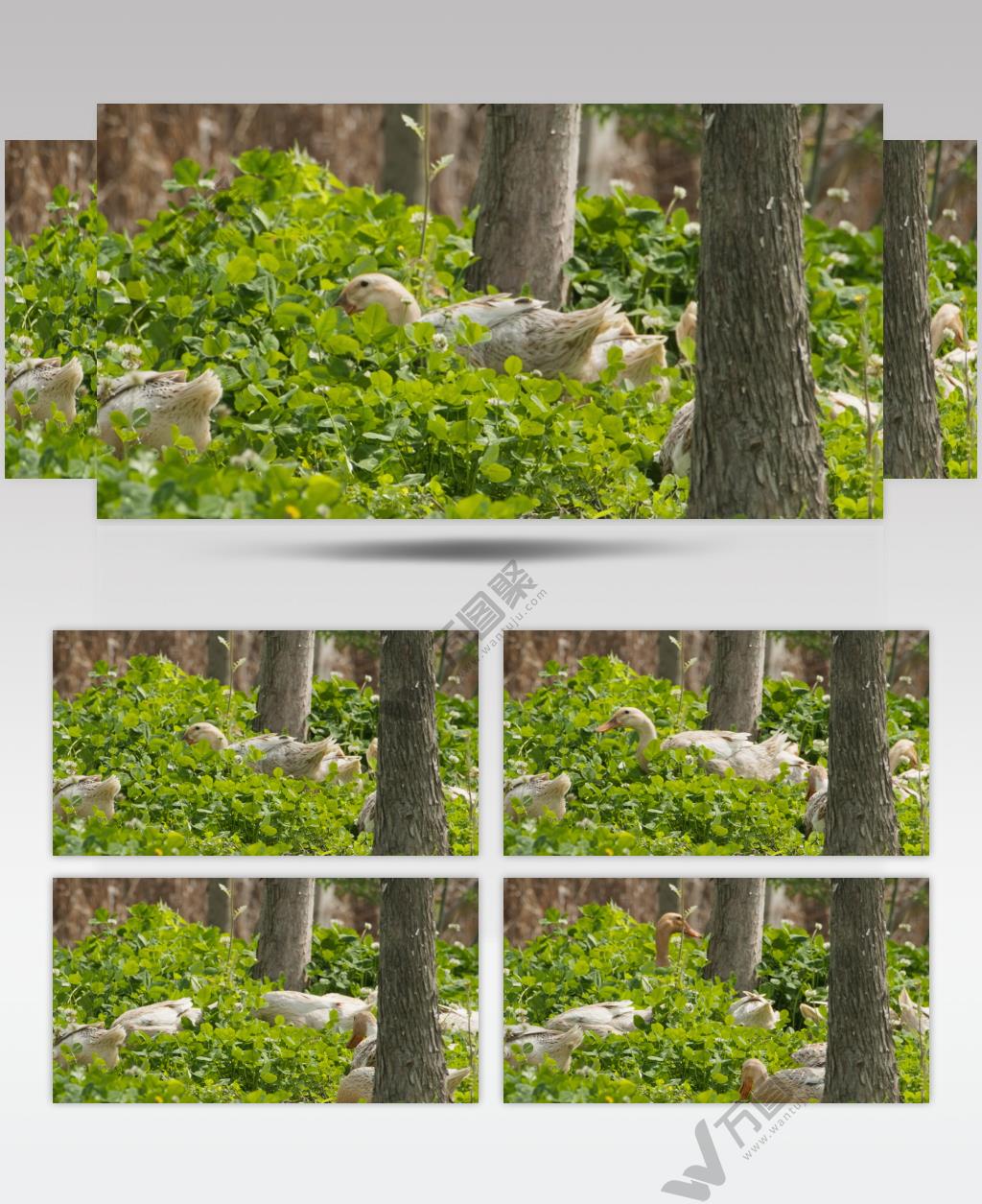 农村散养鸭子觅食升格慢镜头实拍