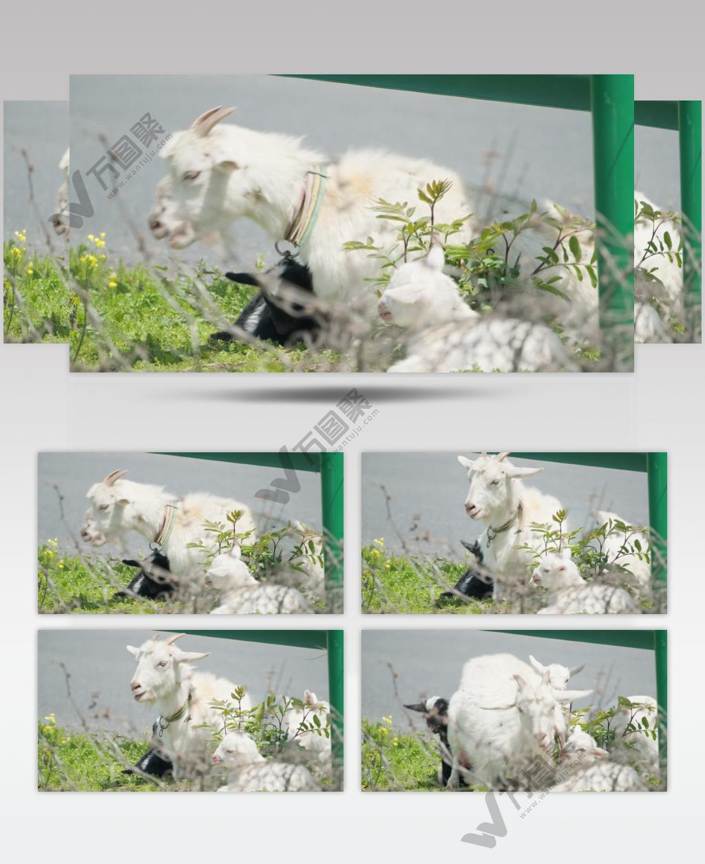 春天山羊妈妈带着小羊羔吃草