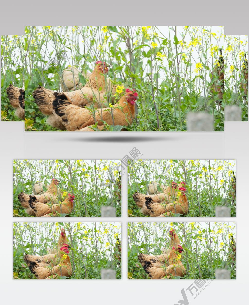 农村散养鸡觅食实拍镜头