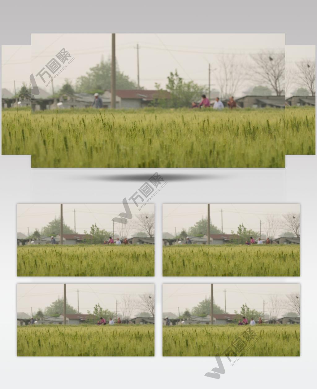 乡村傍晚小麦田野农民散步实拍空镜