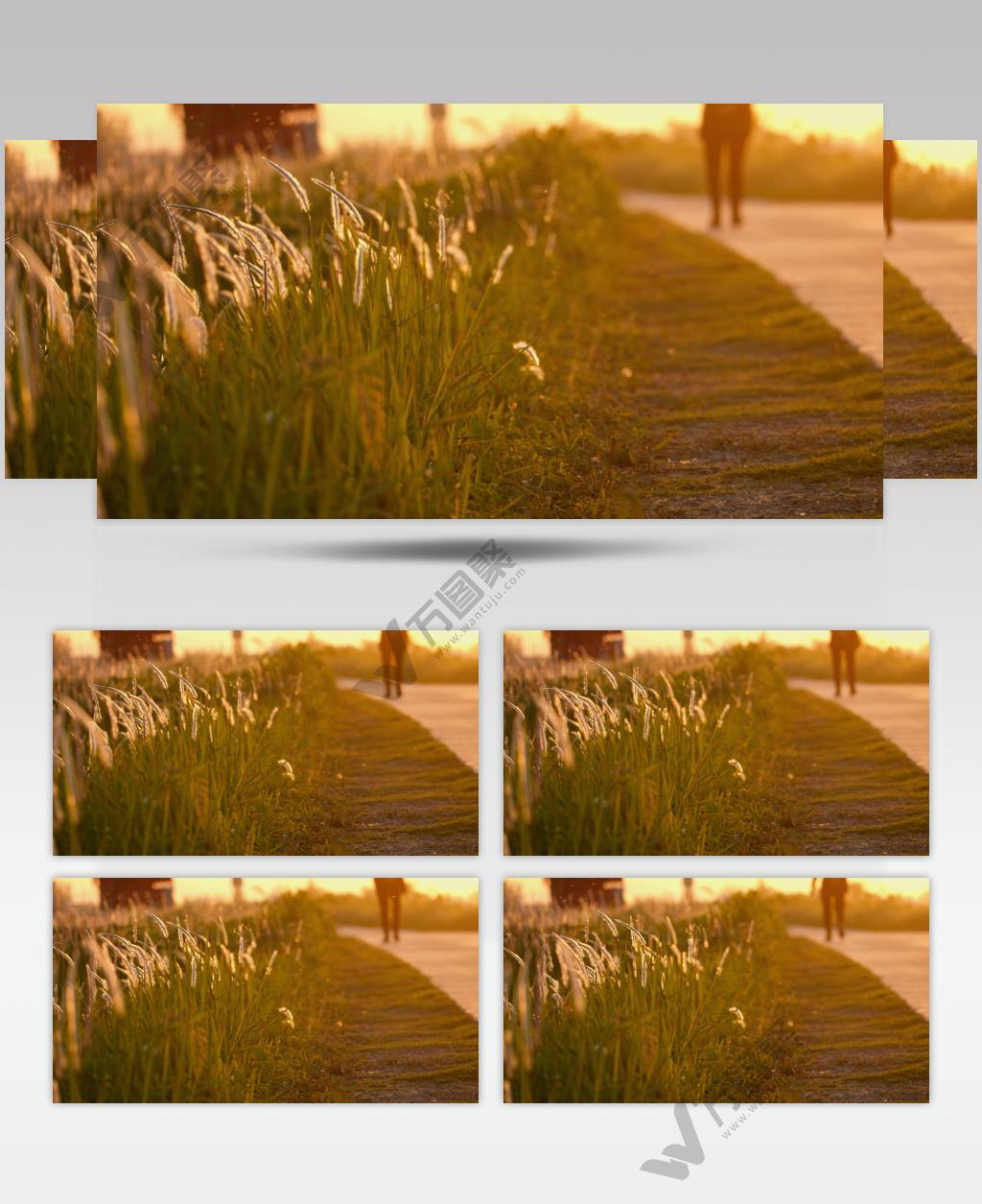 黄昏夕阳下路边白茅狗尾巴草行人