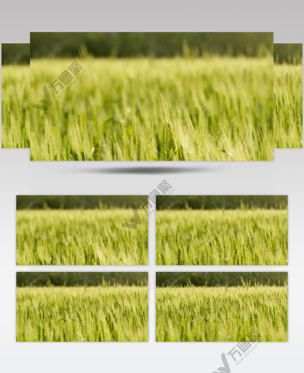 农村小麦长焦特写慢镜头升格