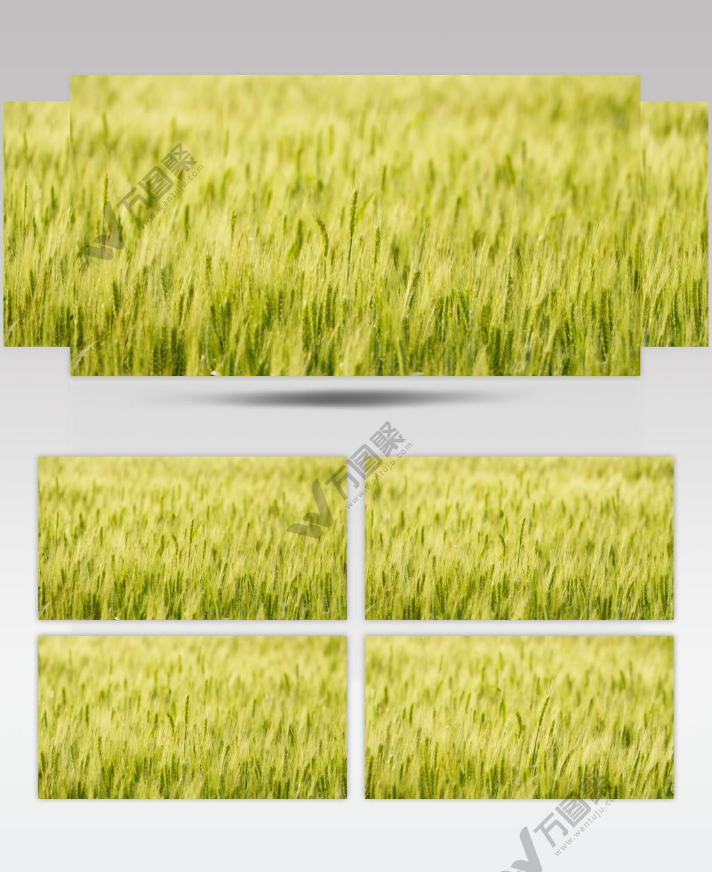 农村小麦田拉近放大实拍镜头